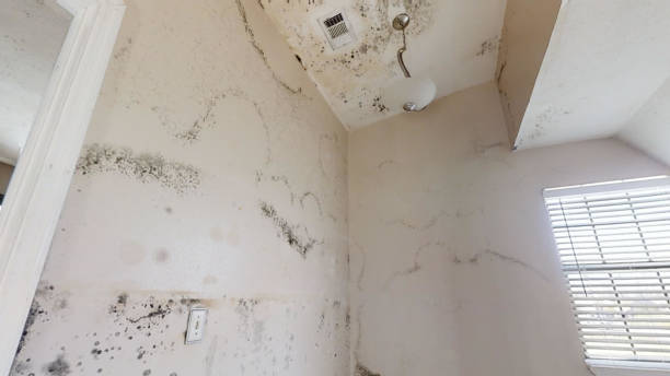 Mold Odor Removal Services in North Eagle Butte, SD