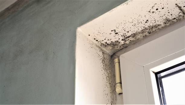 Best Mold Remediation for Healthcare Facilities  in North Eagle Butte, SD