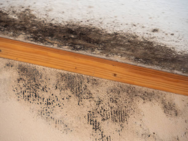 Best Biohazard Mold Removal  in North Eagle Butte, SD