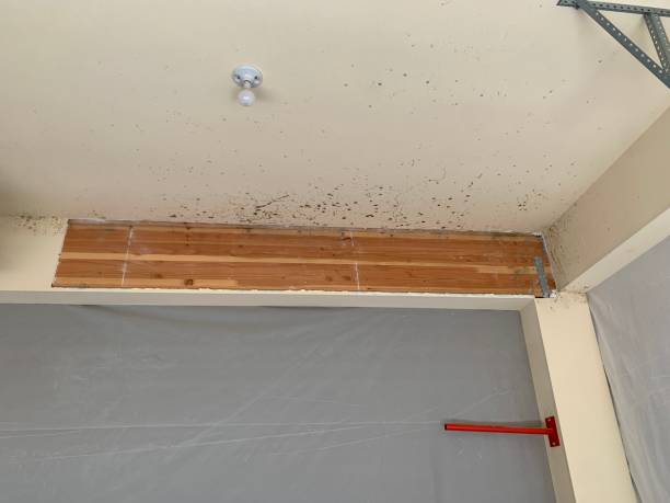 Reliable North Eagle Butte, SD Mold Removal Solutions